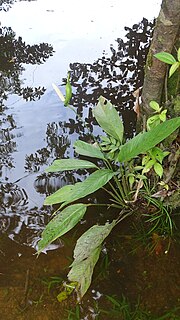 Vignette pour Spathiphyllum humboldtii