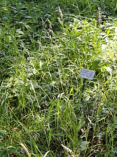 <i>Bromus benekenii</i> Species of grass