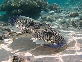 Resmin açıklaması Dactyloptena orientalis Réunion.jpg.