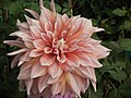   Pale apricot, i.e. pale reddish-hue pink dahlias