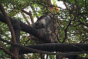 Three-toed sloth