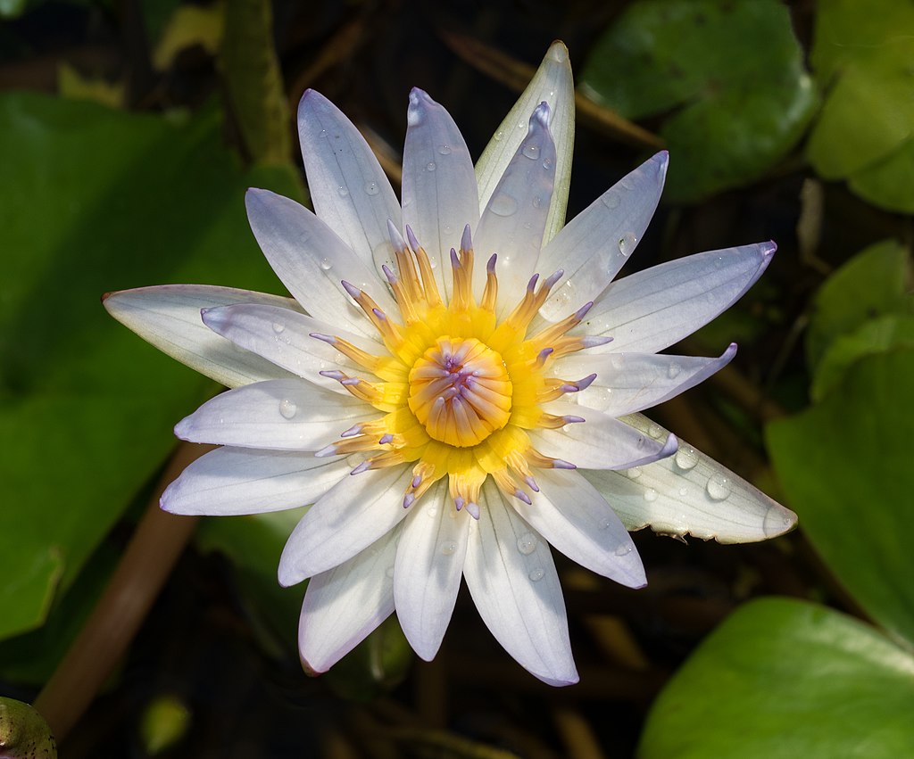 Daubeny's water lily at BBG (50824).jpg