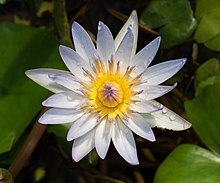 Nymphaea ×daubenyana au jardin botanique de Brooklyn