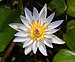 Daubeny's water lily at BBG (50824).jpg