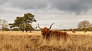 Miniatuur voor Bestand:Delleboersterheide – Catspoele Natuurgebied van It Fryske Gea. Omgeving van het heideveld 034.jpg