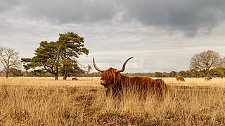 Delleboersterheide – Catspoele Natuurgebied van It Fryske Gea. Omgeving van het heideveld 034