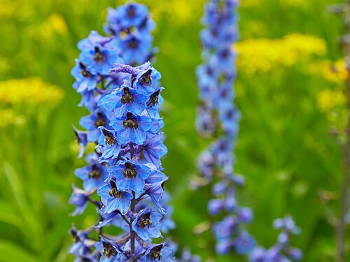 Delphinium elatum