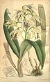 Dendrobium hodgkinsonii plate 7724 in: Curtis's Bot. Magazine (Orchidaceae), vol. 126, (1900)