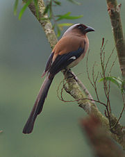 A long tailed treepie with brownish plumage