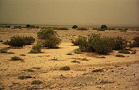 Désert jordanien en 2001