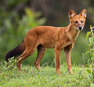Dhole Species of mammal