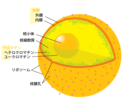 File:Diagram human cell nucleus ja.svg