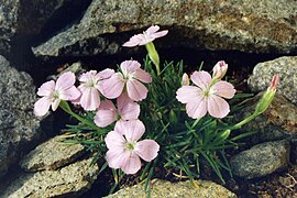 Garofiță balcanică (Dianthus microlepis)