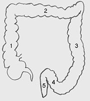 1. القولون الصاعد 2. القولون المستعرض 3. القولون النازل 4. القولون السيني 5. المستقيم