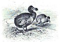 File:Die Gartenlaube (1898) b 0415.jpg Der Dodo A. Specht