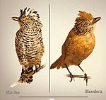Dimorfismo en aves.jpg