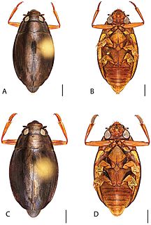 <i>Dineutus discolor</i> Species of beetle