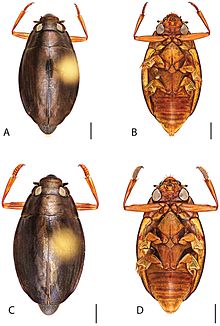 Dineutus discolor.jpg