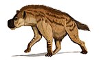 Dinocrocuta gigantea.jpg