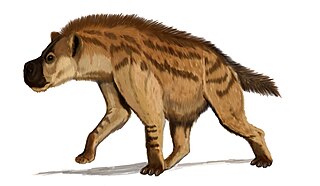 Percrocutidae family of mammals (fossil)