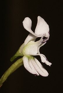 <i>Disa sagittalis</i> Species of orchid