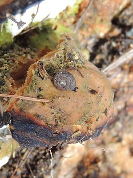 Discus ruderatus