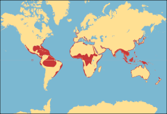 Distribution map of Tetraodontidae.svg