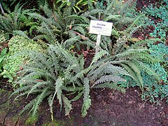 Doodia caudata - Botanischer Garten Berlin - IMG 8674.JPG