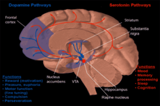 Dopamine and serotonin functions and pathways Dopamine and serotonin pathways.png
