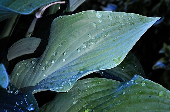 Drops on green leaf (hosta)