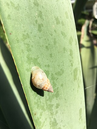 <i>Drymaeus dormani</i> Species of gastropod