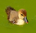 Duckling - Flickr - Stiller Beobachter.jpg