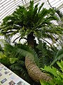 Encephalartos altensteinii