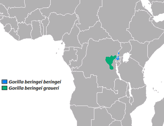 Мапа поширення східної горили в Африці