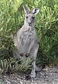 Eastern Grey Kangaroo (Macropus giganteus) Arakoon State Conservation Area