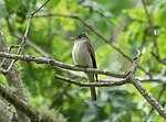 Thumbnail for File:Eastern wood pewee at Trustom Pond (12560).jpg