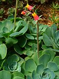 Vignette pour Echeveria gibbiflora