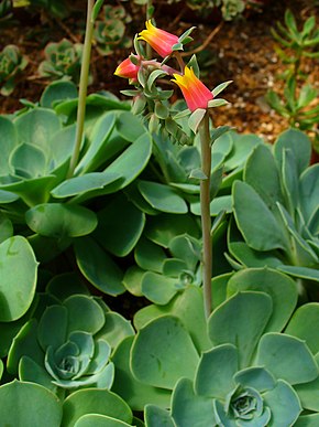 Descrizione dell'immagine Echeveria gibbiflora 001.JPG.