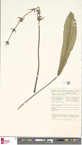 <i>Echinodorus trialatus</i> Species of flowering plant