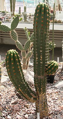 Echinopsis clavata 01 SSZ.jpg