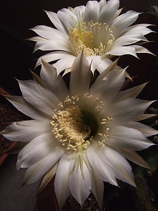 <i>Echinopsis oxygona</i> Species of cactus