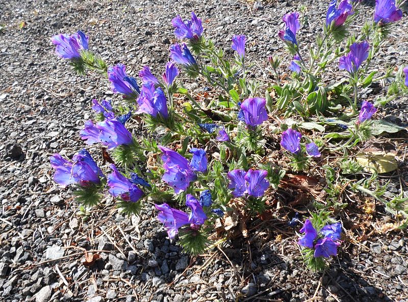 File:Echium plantagineum PicoBandama kz1.JPG