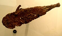 Ectosteorhachis fossil Ectosteorhachis fossil.JPG