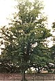 English: Bruntsfield Links, Edinburgh; Specimen Tree 1- Habit