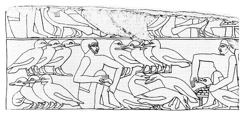 File:Egyptiangeesefeeding.jpg