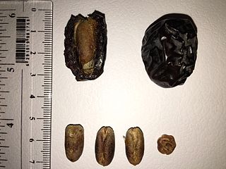 Ajwa (date) Date palm cultivar