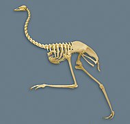 Mounted emu skeleton Emu skeleton.jpg