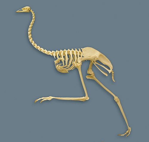 Mounted emu skeleton
