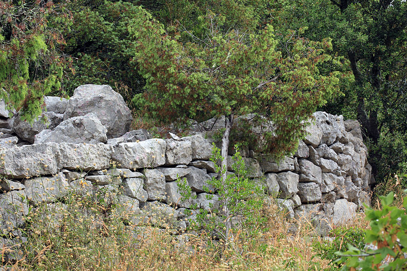 File:En bordure du sentier.JPG