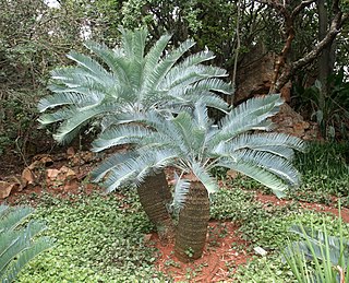 <i>Encephalartos laevifolius</i> Species of cycad